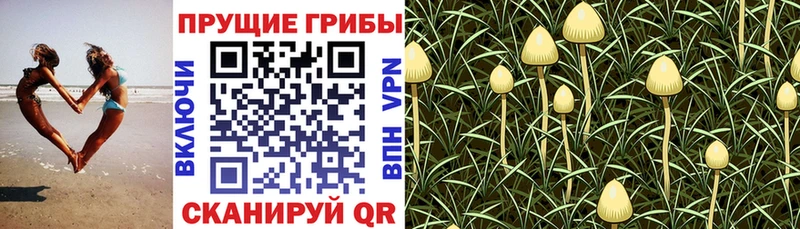 продажа наркотиков  Белогорск  Псилоцибиновые грибы MAGIC MUSHROOMS 